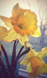 Close-up of yellow flower blooming outdoors