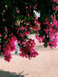 Close-up of pink flowering tree