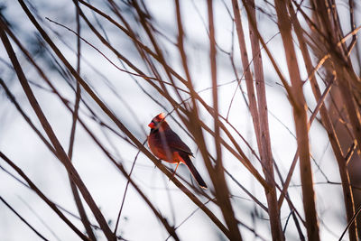 Cardinal perching on bare tree branch