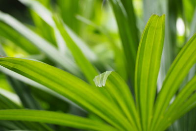 Close-up of dew on plant