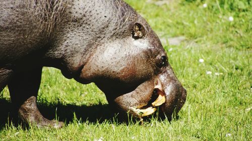 Close-up of cow grazing on field