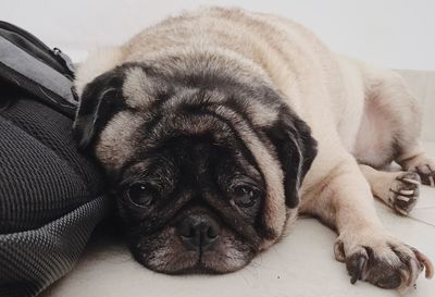 Close-up portrait of dog lying down