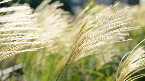 Close-up of plant