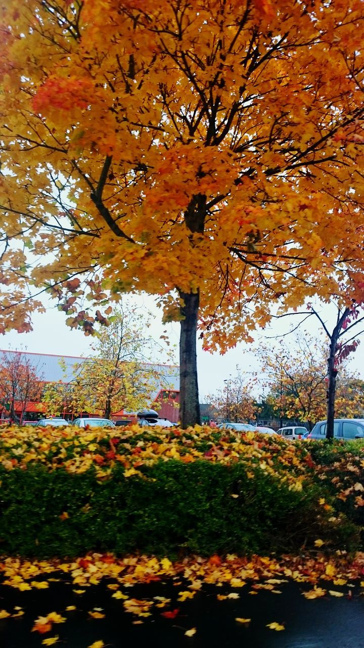 tree, autumn, change, branch, season, growth, leaf, nature, park - man made space, beauty in nature, built structure, orange color, tree trunk, tranquility, architecture, park, day, flower, building exterior, outdoors