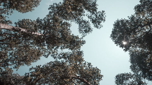 Low angle view of trees against sky