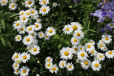 High angle view of white daisy flowers