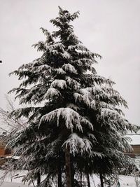 Low angle view of pine tree against sky during winter