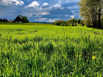 Scenic view of agricultural field against sky