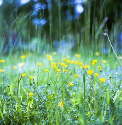 Close-up of yellow flowers on field