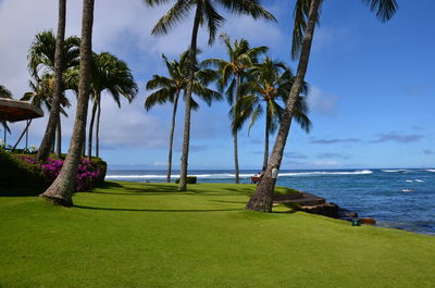 Scenic view of palm trees on beach against sky