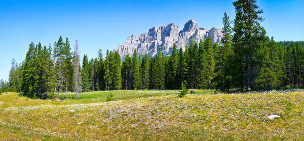 Pine trees in field against sky