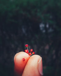 Close-up of hand holding red berries