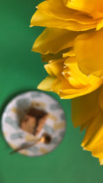 Close-up of yellow tulip