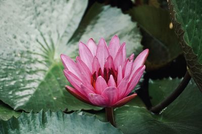 Close-up of pink lotus water lily in lake. floating water lily. colorful water lily.