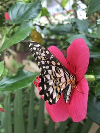 Close-up of butterfly on pink flower