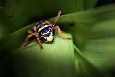 Close-up of insect on leaf