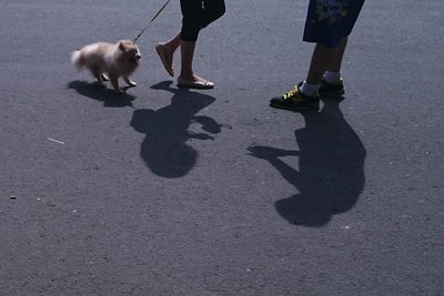 Low section of man with dog walking on road