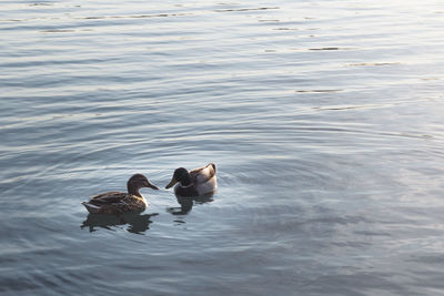 High angle view of ducks swimming in lake