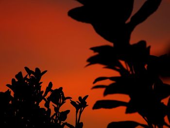 Low angle view of silhouette plants against orange sky