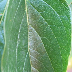 Full frame shot of leaf