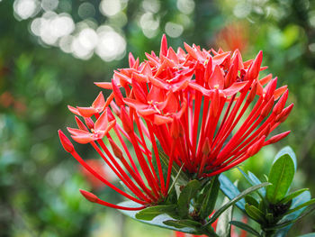 Close-up of red flower