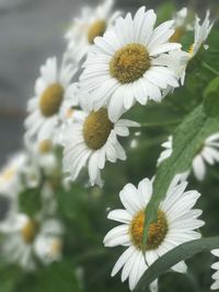 Close-up of white flowers blooming outdoors