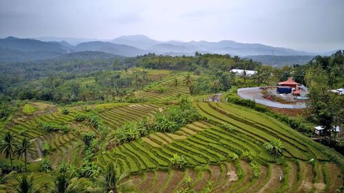 Scenic view of agricultural field against sky