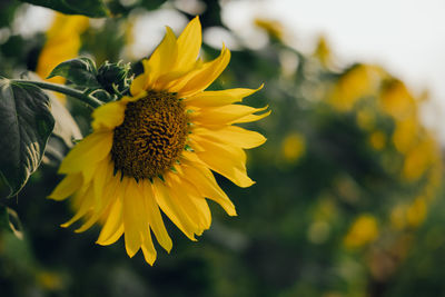 Close-up of yellow flowering plant