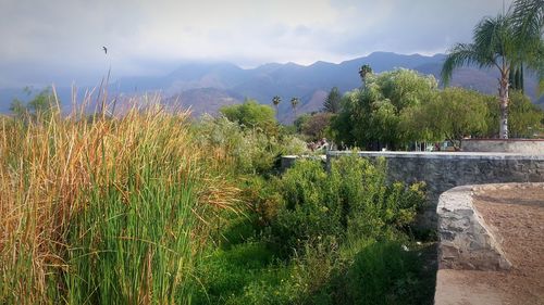 Scenic view of grass and trees against sky
