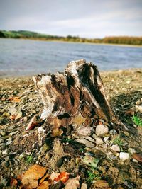 Close-up of driftwood on beach