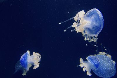 Jellyfish swimming in sea