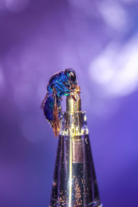 Close-up of blue insect over black background