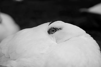 Close-up of bird