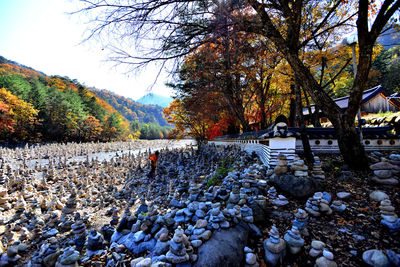 Autumn leaves on pebbles against sky