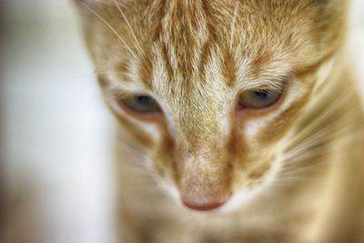 Close-up portrait of a cat