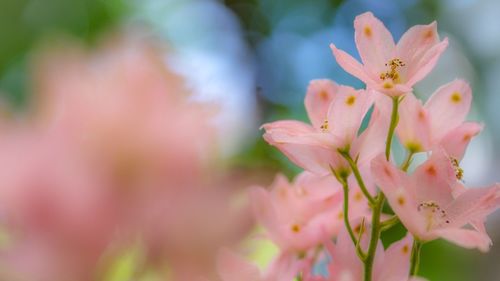 Close-up of pink flower