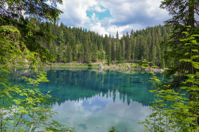 Scenic view of lake and pine trees against sky