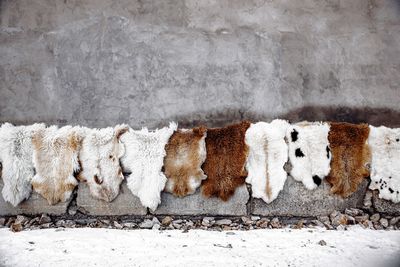 View of sheep on wall