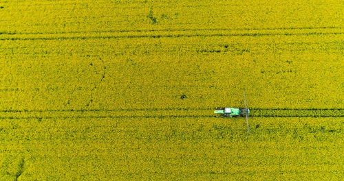 Close-up of yellow flowering plants on field