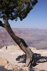 View of a tree