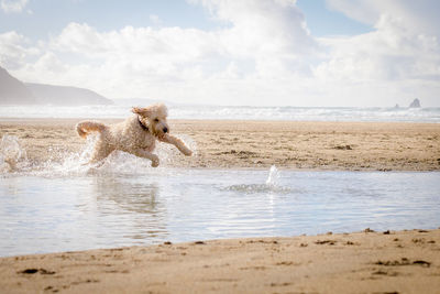 Scenic view of dog jumping in water on beach against sky