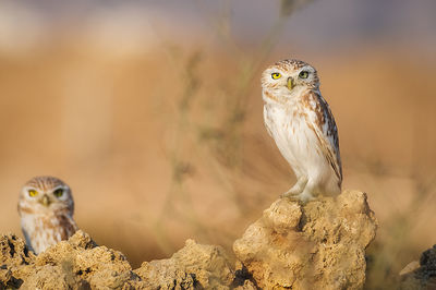 Lettel peeping owl on rock