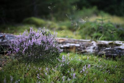 Close-up of purple flowering plants on field