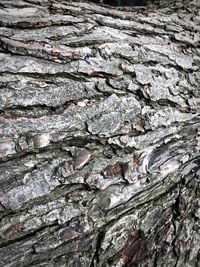 Full frame shot of tree trunk