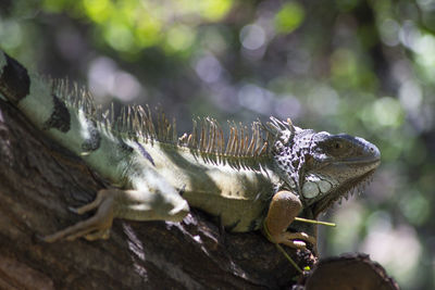 Close-up of a lizard on tree