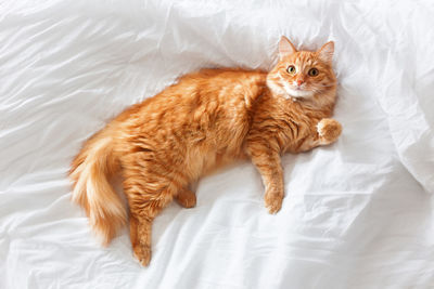 Top view on ginger cat in bed. fluffy pet comfortably settled to sleep. white linen.