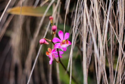 Close-up of pink flowering plant