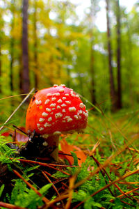 Close-up of fly agaric mushroom on field