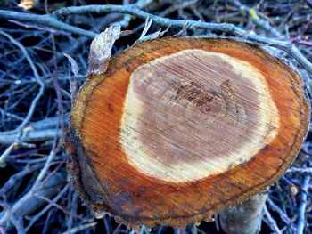 Close-up of fungus in forest