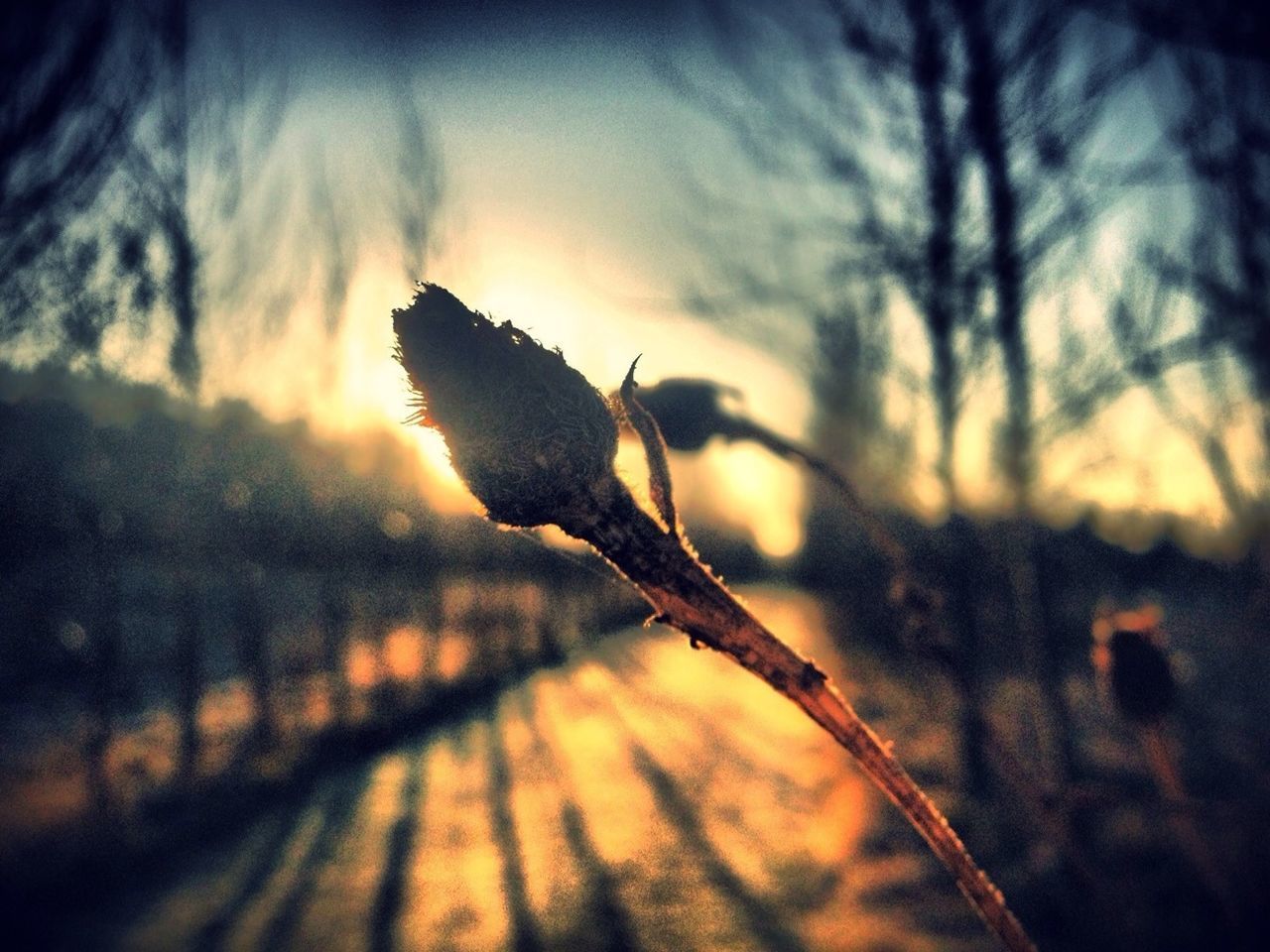 animal themes, one animal, sunset, sky, silhouette, animals in the wild, nature, wildlife, focus on foreground, selective focus, dusk, bird, outdoors, cloud - sky, tranquility, low angle view, beauty in nature, no people, sunlight, branch